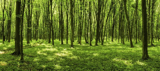 Trening før vandretur i skogen